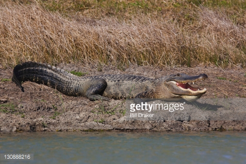130888216-american-alligator-adult-sunbathing-with-gettyimages