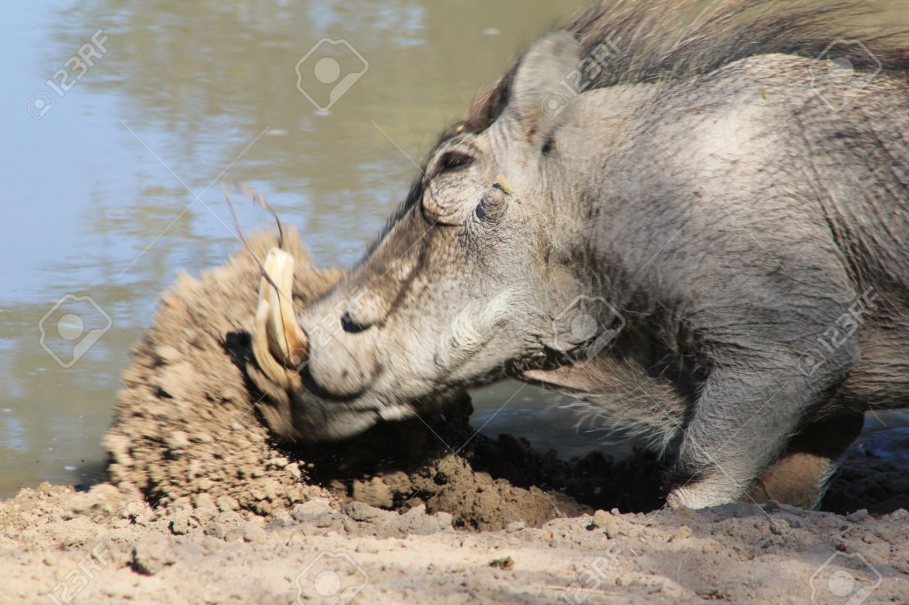 20378063-mud-shovel-warthog-boar-digging-a-hole-to-sleep-in-photographed-in-namibia-stock-photo