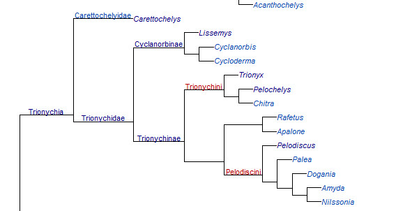 Trionychia cladogram