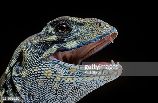 521958520-leiolepis-belliana-gettyimages