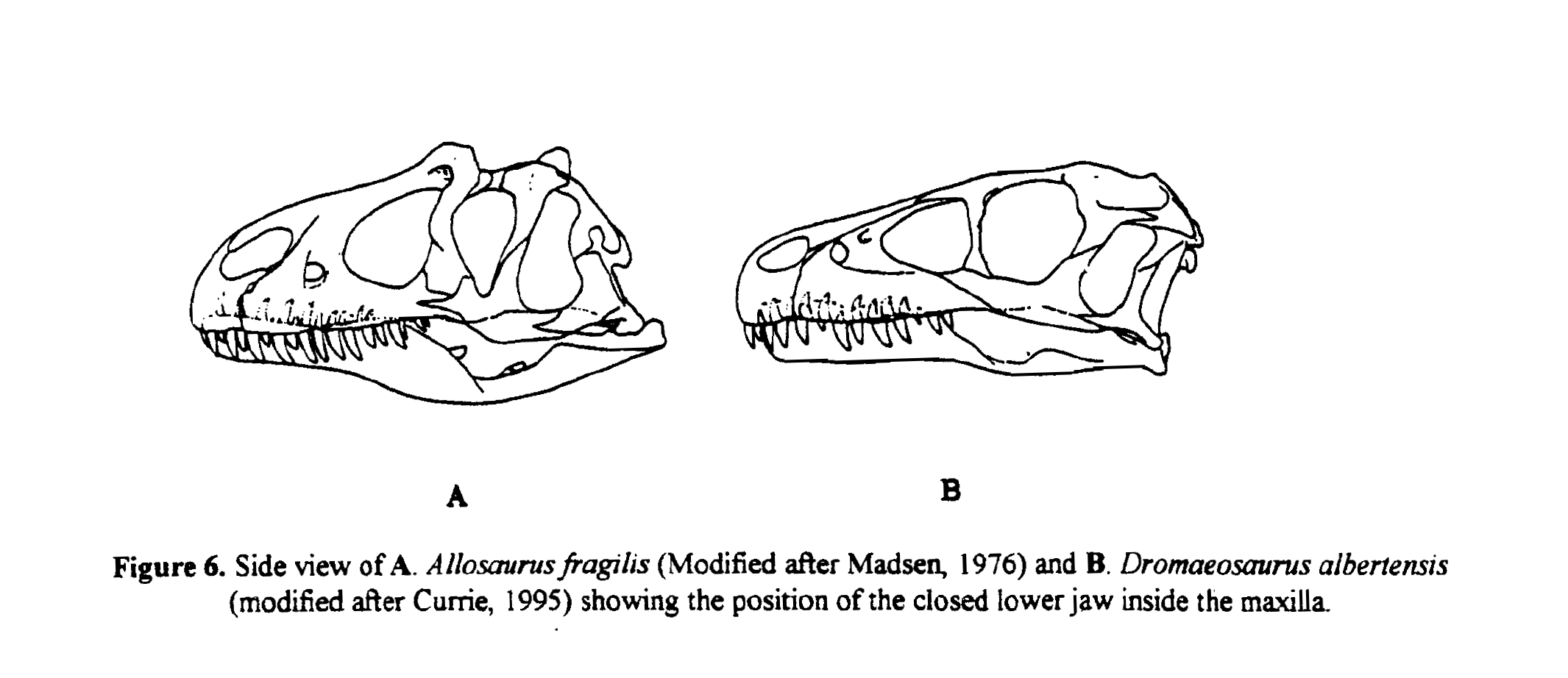 Ford1997_fig6_allosaurus_dromaeosaurus_skulls