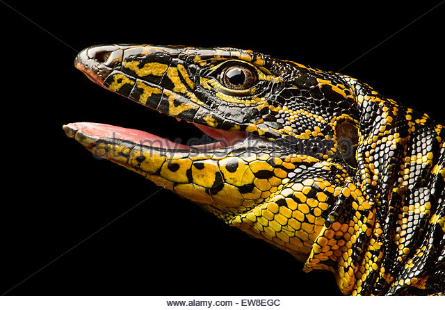 gold-tegu-tupinambis-teguixin-whiptail-family-teiidae-amazon-rainforest-ew8egc