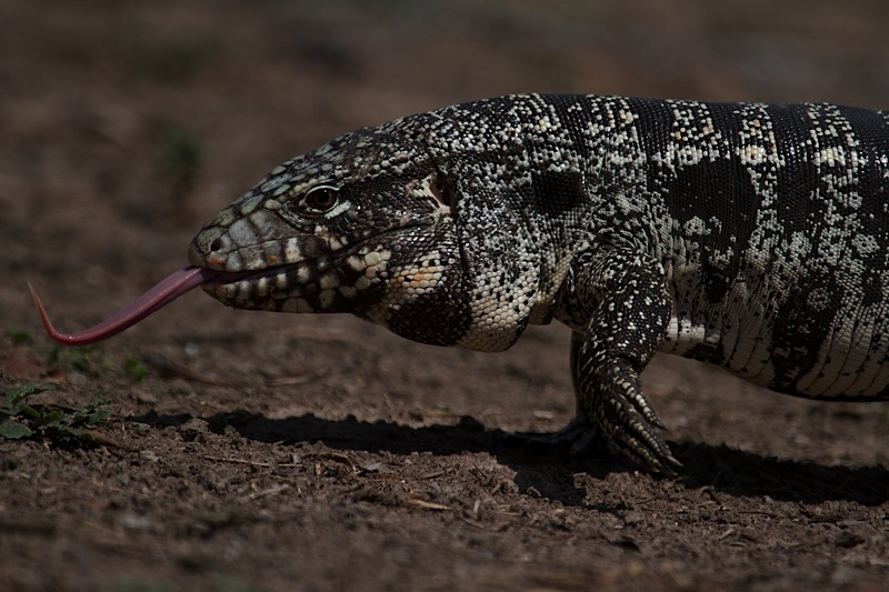 golden20tegu20tupinambis20teguixin20at20pouso20alegre20in20the20pantanal20in20brazil20in20201220march20-2014